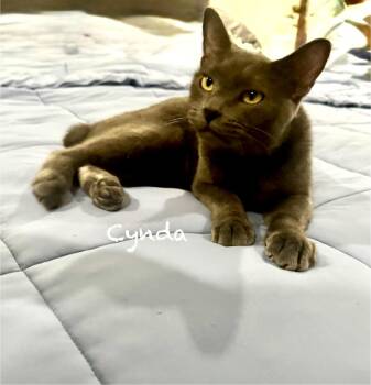Cynda -  American Bobtail and Russian Blue Cat for Adoption in Mission Viejo, California - Cynda | PetCurious