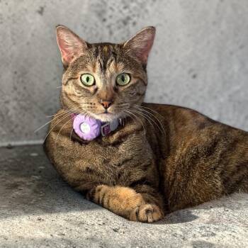 Domestic Short Hair Cats Available for Adoption - Menchi (Perch) | PetCurious