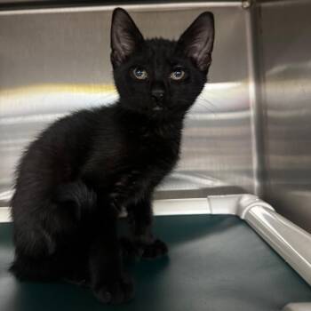 Barrel -  Domestic Short Hair Cat for Adoption in Keizer, Oregon - Barrel | PetCurious