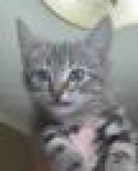 Eagle -  Domestic Short Hair Cat for Adoption in Kansas City, Missouri - Eagle | PetCurious