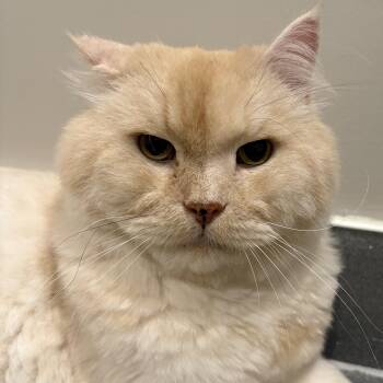 Emilio -  Persian and Scottish Fold Cat for Adoption in Toronto, Ontario - Emilio | PetCurious