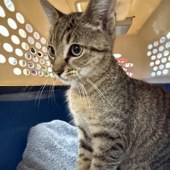 Rescue Tabby Cats for Adoption in Columbia, South Carolina - Bang | PetCurious