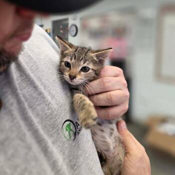 Posey -  American Shorthair and Domestic Short Hair Cat for Adoption in Oak Ridge, Tennessee - Posey | PetCurious