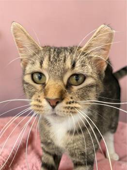 Domestic Short Hair Cats Available for Adoption in Champaign, Illinois - Brandy | PetCurious