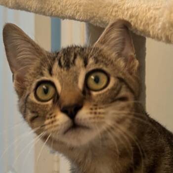 Rescue Domestic Short Hair Cats for Adoption in Fort Lauderdale, Florida - Lola | PetCurious