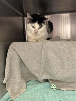 OREO -  Domestic Medium Hair and Domestic Short Hair Cat for Adoption in Omaha, Nebraska - OREO | PetCurious