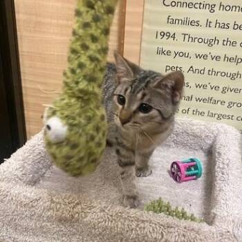 Morty -  Domestic Short Hair Cat Available for Adoption in Sterling Heights, Michigan - Morty | PetCurious