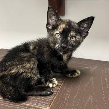 Marble -  Domestic Short Hair Cat for Adoption in West Palm Beach, Florida - Marble | PetCurious