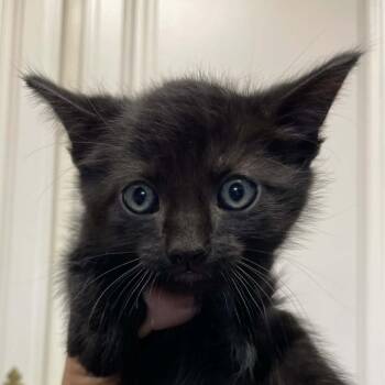 Domestic Short Hair Cats Available for Adoption in Hemet, California - Concord | PetCurious