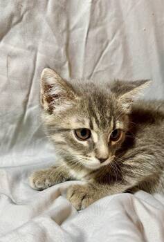 Cho -  Domestic Short Hair Cat for Adoption in San Tan Valley, Arizona - Cho | PetCurious