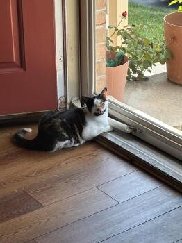 Shelby -  Domestic Short Hair Cat for Adoption in Broomall, Pennsylvania - Shelby | PetCurious