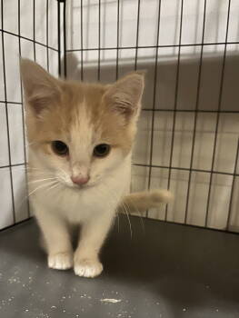 Rescue Domestic Short Hair Cats for Adoption in Zimmerman, Minnesota - Thackeray Binx | PetCurious
