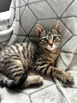 Cam -  Domestic Short Hair Cat for Adoption in Millcreek, Utah - Cam | PetCurious