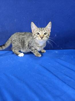 Rescue American Shorthair Cats for Adoption in Ruston, Louisiana - Bumper Car | PetCurious