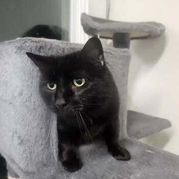 Domestic Short Hair Cats Available for Adoption in Hopkinsville, Kentucky - Chloe | PetCurious