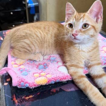 Gourdy -  Domestic Short Hair Cat for Adoption in Brea, California - Gourdy | PetCurious