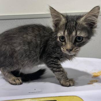 Skylar -  Domestic Medium Hair Cat for Adoption in Tampa, Florida - Skylar | PetCurious