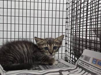 A2477594 -  Domestic Short Hair Cat for Adoption in Fort Lauderdale, Florida - A2477594 | PetCurious