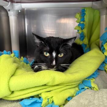 Domestic Short Hair Cats Available for Adoption in Brockton, Massachusetts - Tom | PetCurious