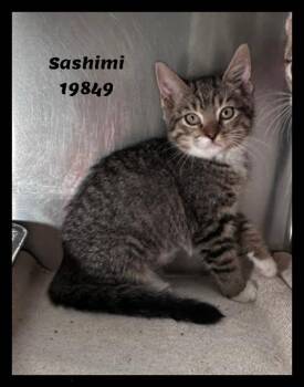 SASHIMI -  Domestic Short Hair and Tabby Cat for Adoption in Marietta, Georgia - SASHIMI | PetCurious
