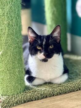 FRITZY -  Tuxedo Cat for Adoption in Scottsburg, Indiana - FRITZY | PetCurious