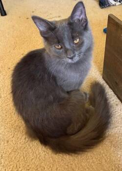 Willow -  Domestic Medium Hair Cat for Adoption in Greenfield, Indiana - Willow | PetCurious