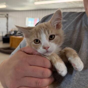 Oslo -  Domestic Medium Hair Cat for Adoption in Spanish Fork, Utah - Oslo | PetCurious