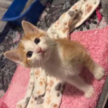 Domestic Short Hair Cats Available for Adoption in Madison, Wisconsin - Garbanzo | PetCurious