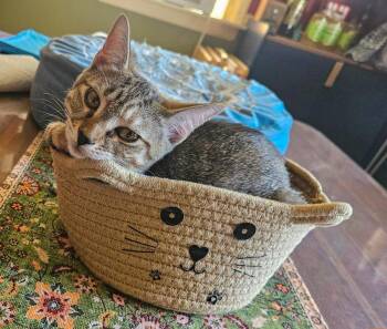 Kane -  Domestic Short Hair Cat for Adoption in Elmwood Park, New Jersey - Kane | PetCurious