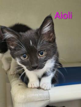 Aioli -  Domestic Short Hair Cat for Adoption in Saint Marys, Pennsylvania - Aioli | PetCurious