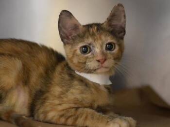 Ahsoka -  Domestic Short Hair Cat for Adoption in Portland, Oregon - Ahsoka | PetCurious