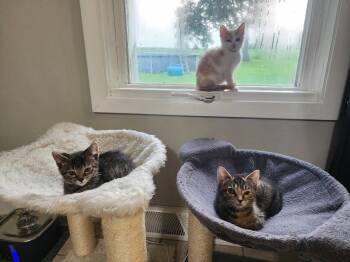 Pratt -  Domestic Short Hair Cat for Adoption in Wheaton, Illinois - Pratt | PetCurious