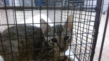 Domestic Short Hair Cats Available for Adoption in Doral, Florida - PHILIP | PetCurious