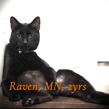 Rescue Domestic Short Hair Cats for Adoption in Fairfax Station, Virginia - Raven | PetCurious