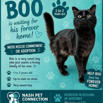 BOO  Available NOW - ADOPTION or RESCUE! -  Domestic Medium Hair Cat for Adoption in Nashville, North Carolina - BOO  Available NOW - ADOPTION Or RESCUE! | PetCurious