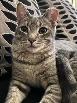 Domestic Short Hair Cats Available for Adoption - Lenny* | PetCurious
