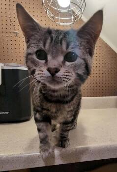 Rescue Domestic Short Hair Cats for Adoption in Clymer, Pennsylvania - Gouie | PetCurious