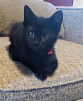 Domestic Short Hair Cats Available for Adoption in Cloquet, Minnesota - Anvil | PetCurious