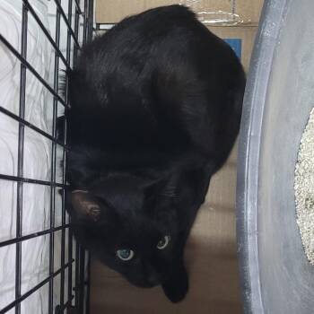 Bolton (Barn cat) -  Domestic Short Hair Cat for Adoption in Coos Bay, Oregon - Bolton (Barn Cat) | PetCurious