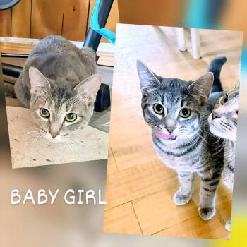Domestic Short Hair Cats Available for Adoption - Babygirl | PetCurious