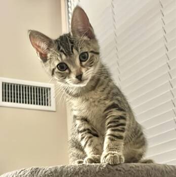 Spaghetti (bonded with Ravioli) -  Tabby and Domestic Short Hair Cat for Adoption in Vaughan, Ontario - Spaghetti (bonded With Ravioli) | PetCurious