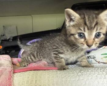 Meadow -  Domestic Short Hair Cat for Adoption in Rossville, Georgia - Meadow | PetCurious