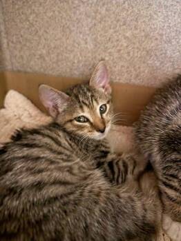 Gary the Gadget Guy -  Domestic Short Hair Cat for Adoption - Gary The Gadget Guy | PetCurious