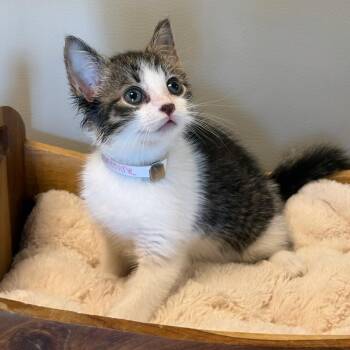 Carmine -  Domestic Short Hair Cat for Adoption in Syosset, New York - Carmine | PetCurious