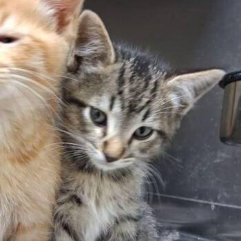 Emilio -  Domestic Short Hair Cat for Adoption in Lake Havasu City, Arizona - Emilio | PetCurious