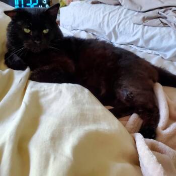 Domestic Short Hair Cats Available for Adoption in Lenexa, Kansas - Romeow | PetCurious