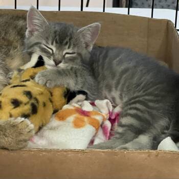 Charmer -  Domestic Short Hair Cat for Adoption in Bismarck, North Dakota - Charmer | PetCurious