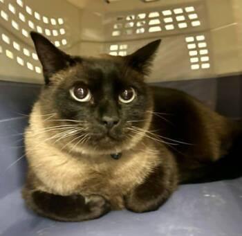 Rescue Siamese and Domestic Short Hair Cats for Adoption in Bowling Green, Kentucky - Almond | PetCurious