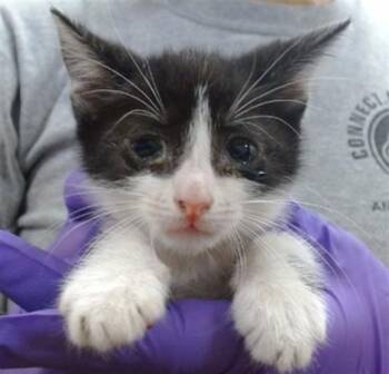 Domestic Short Hair Cats Available for Adoption in Doral, Florida - MELON | PetCurious