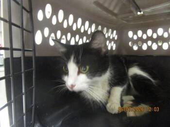 (657) -  Domestic Short Hair Cat for Adoption in Marietta, Georgia - (657) | PetCurious